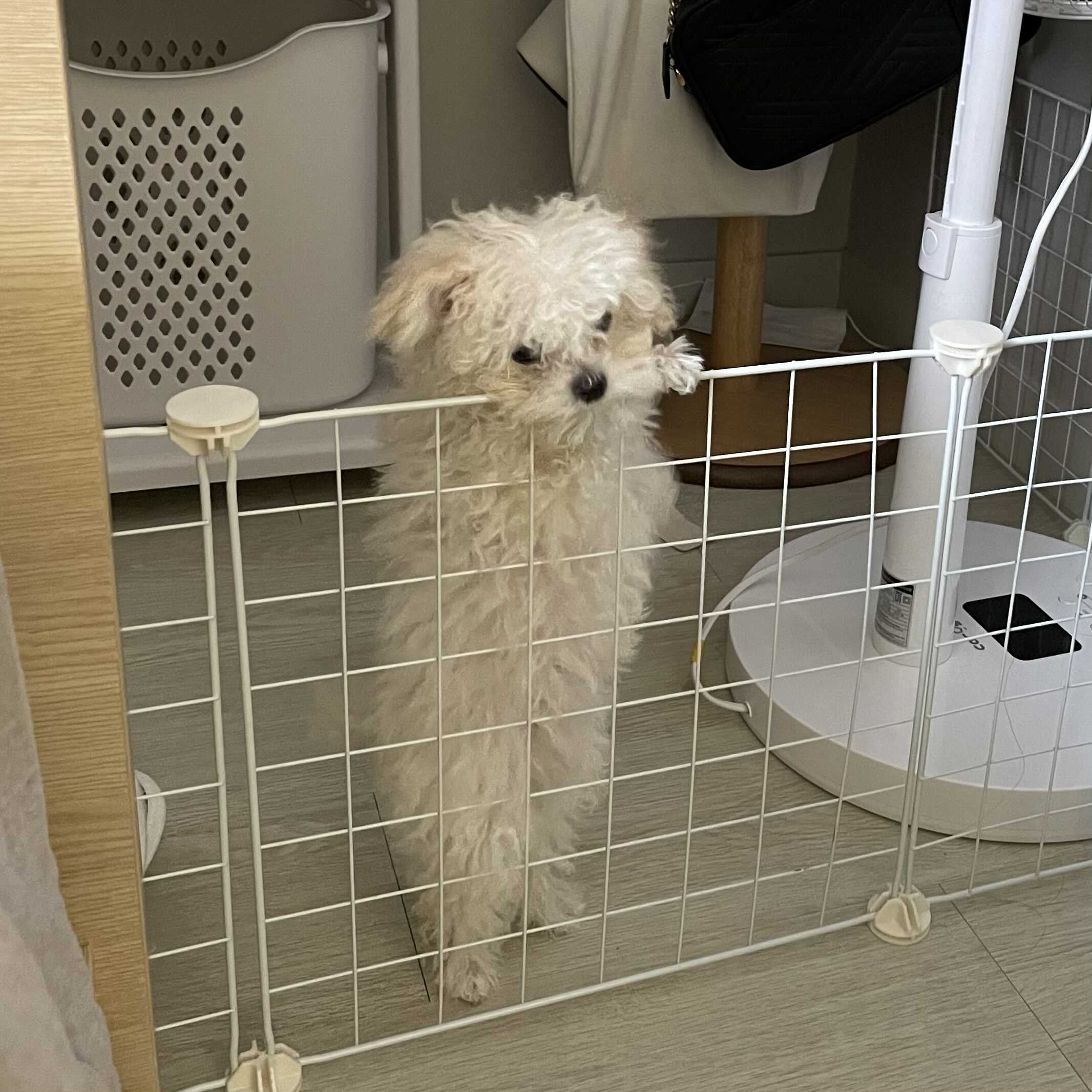  마늘이는 이제 참.지.않.지!!
