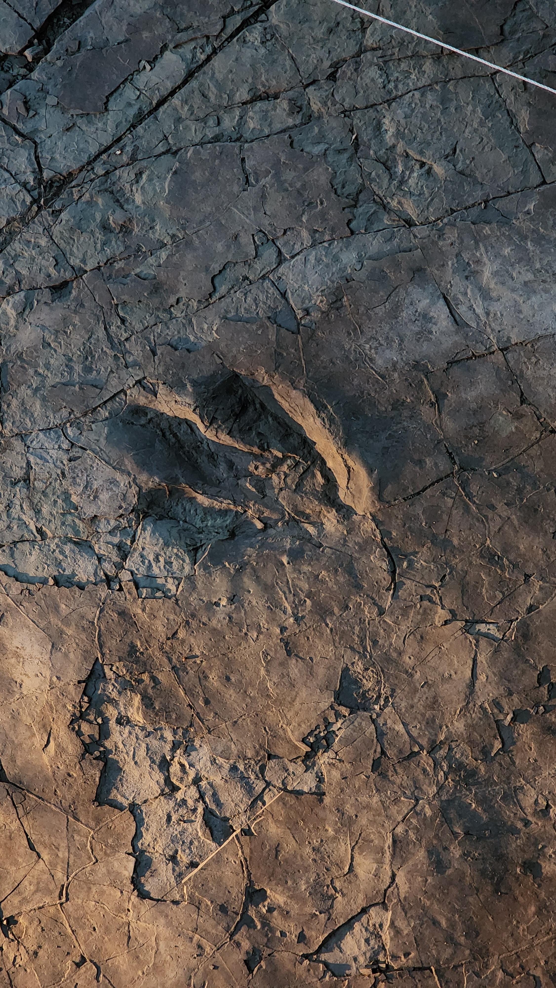 대형수각류 발자국 화석