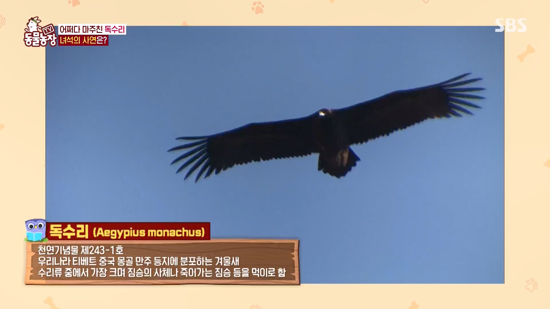 TV 동물농장.E1157.240204p-NEXT.mp4_20240204_172357.962.jpg