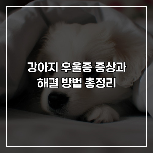 강아지 우울증 증상과 해결 방법 총정리