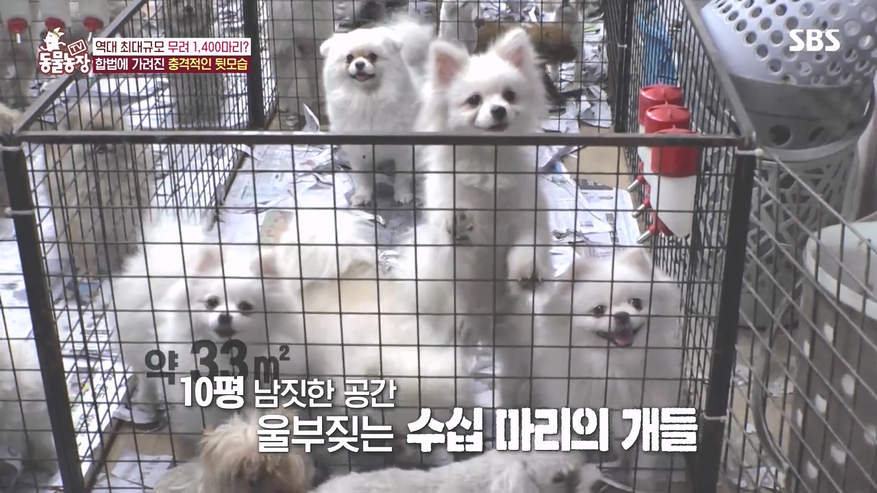 TV 동물농장.E1142.231023p-NEXT.mp4_20231022_171926.891.jpg