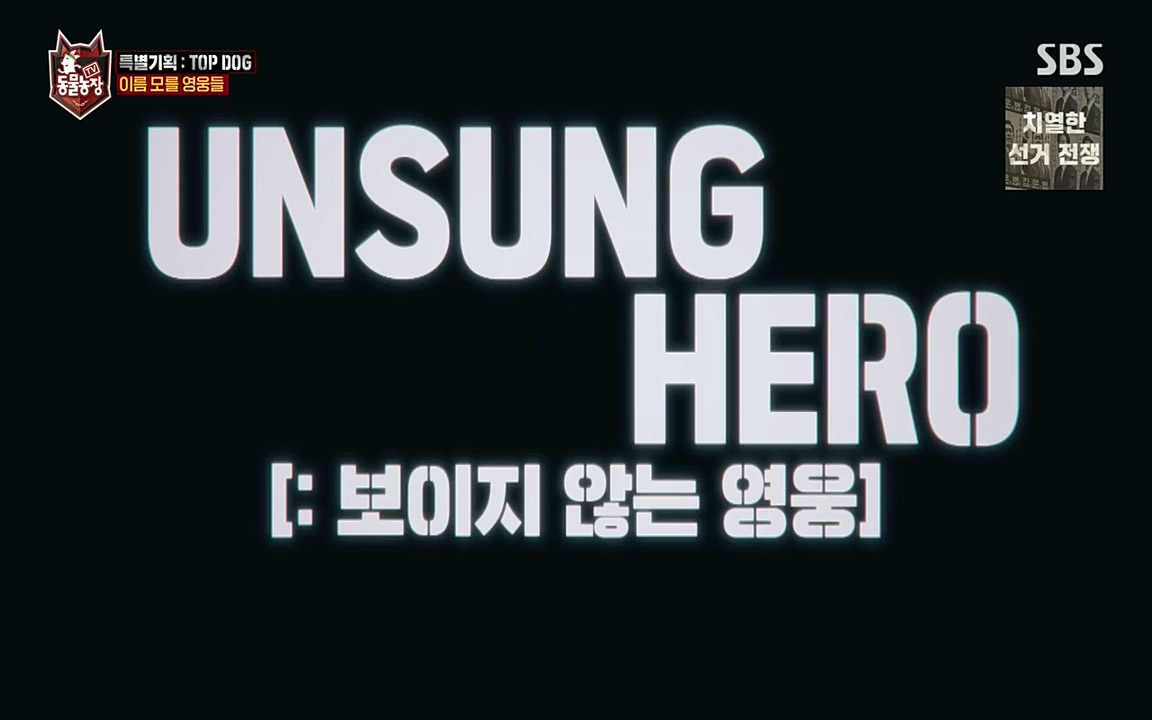 TV 동물농장.E1085.220905p-NEXT.mp4_20220904_171301.329.jpg