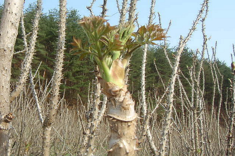 수확 효과 수확 1