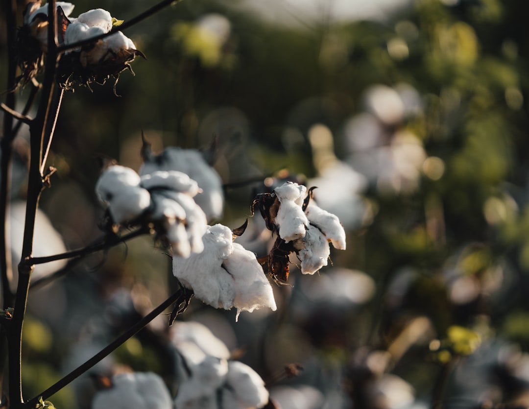 Cotton