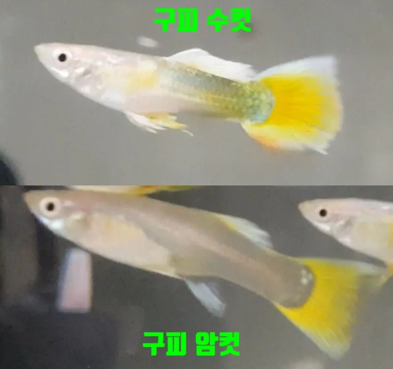 구피 키우기 출산징후 수명 물갈이법 먹이 횟수 물온도_1