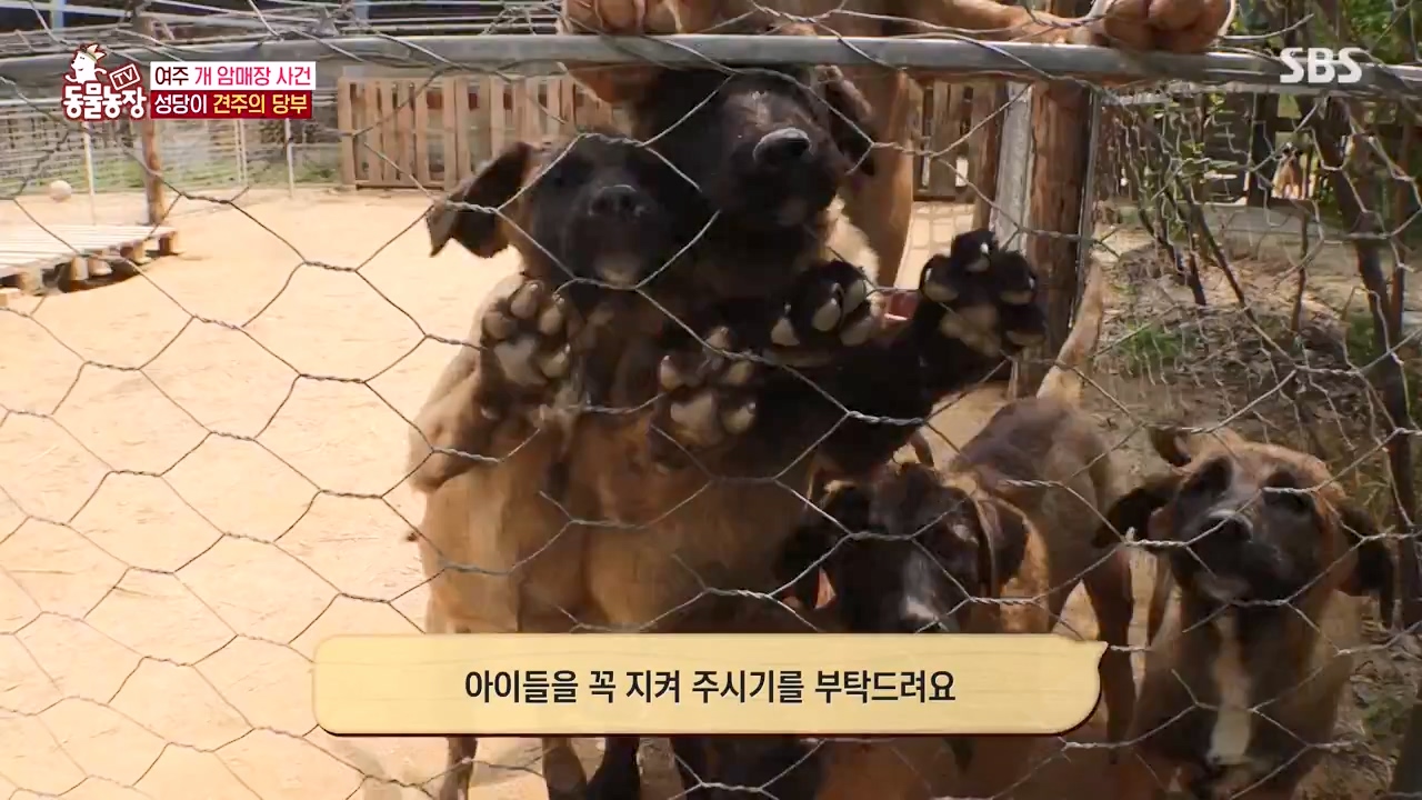 TV 동물농장.E1122.230529p-NEXT.mp4_20230528_170310.732.jpg