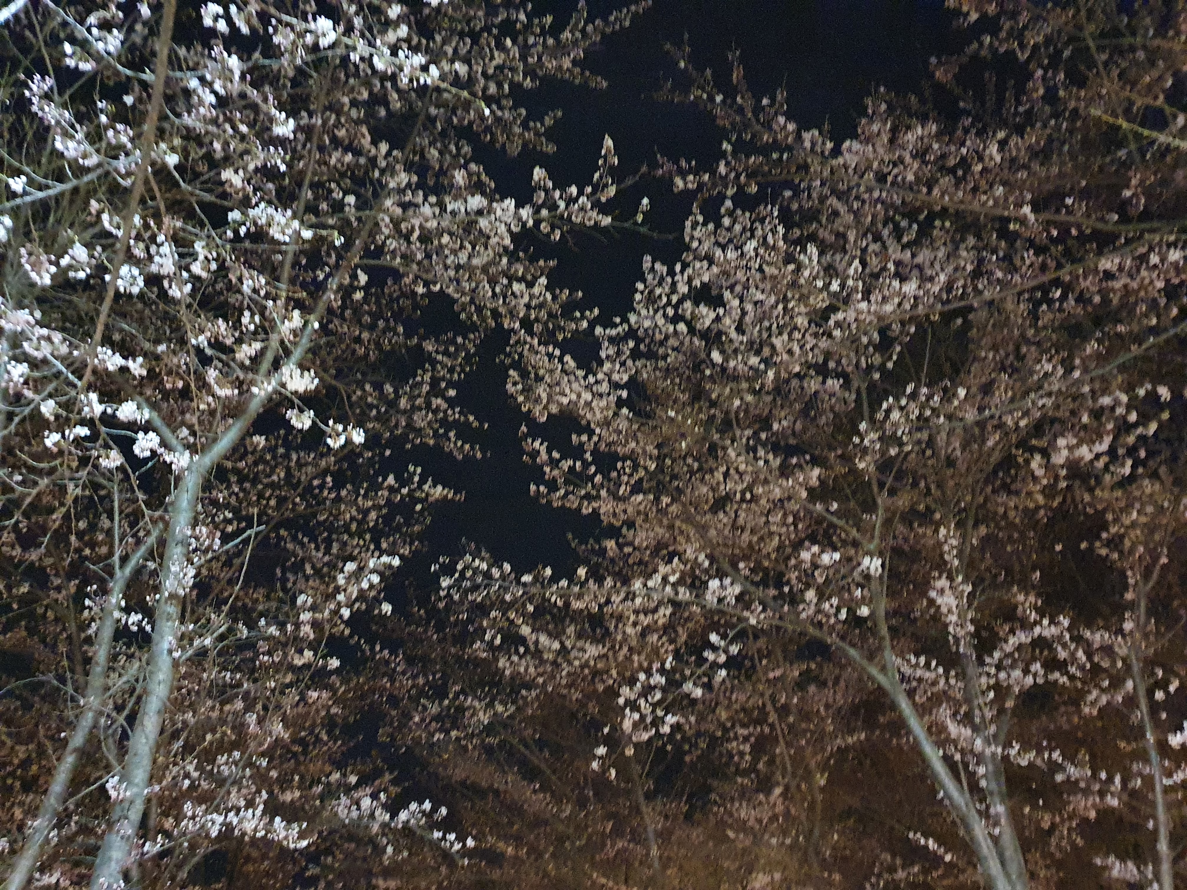 가산산성 야영장 밤 벚꽃