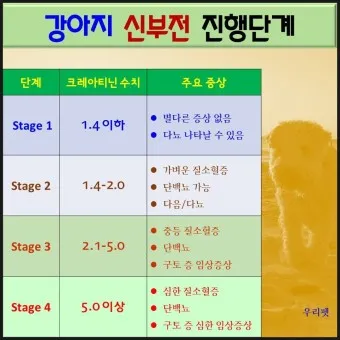 강아지 만성 신부전 증상 치료법 최신 관리 안내서_6