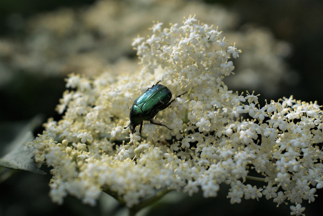Elderberry