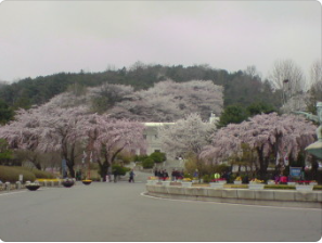 국립현충원 벚꽃