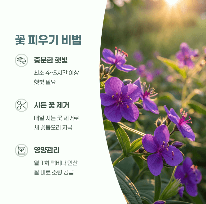 자주달개비 꽃
