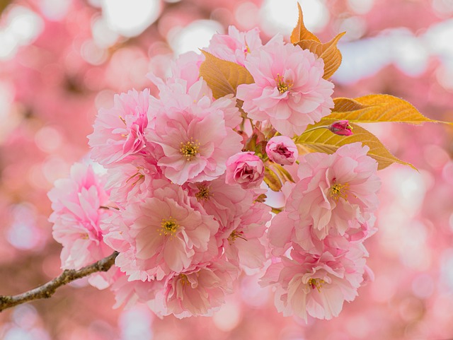 2024 전국 벚꽃 축제일 확정 및 예상1