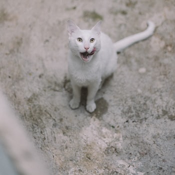  고양이 혼자두기: 즐거운 홀로시간을 위한 5가지 팁!
