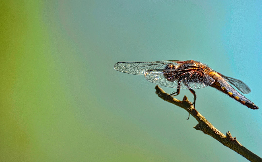Mosquitoes