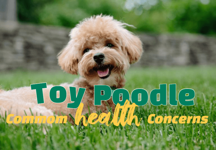 Toy-Poodle