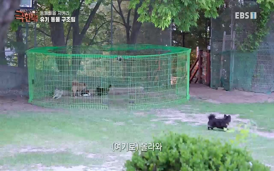 TV - 교육의 중심 EBS동물들을 지켜라, 수의사와 유기 동물 구조팀.mp4_20220913_200157.548.jpg