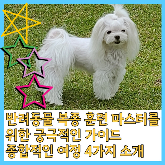  개 복종 훈련 마스터를 위한 궁극적인 가이드 종합적인 여정 4가지 소개