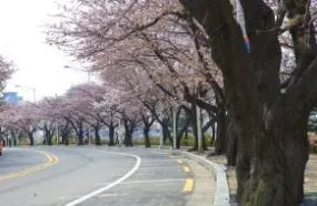 여의도-윤중로-1