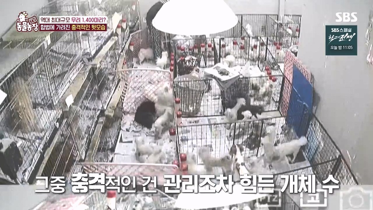TV 동물농장.E1142.231023p-NEXT.mp4_20231022_172031.616.jpg