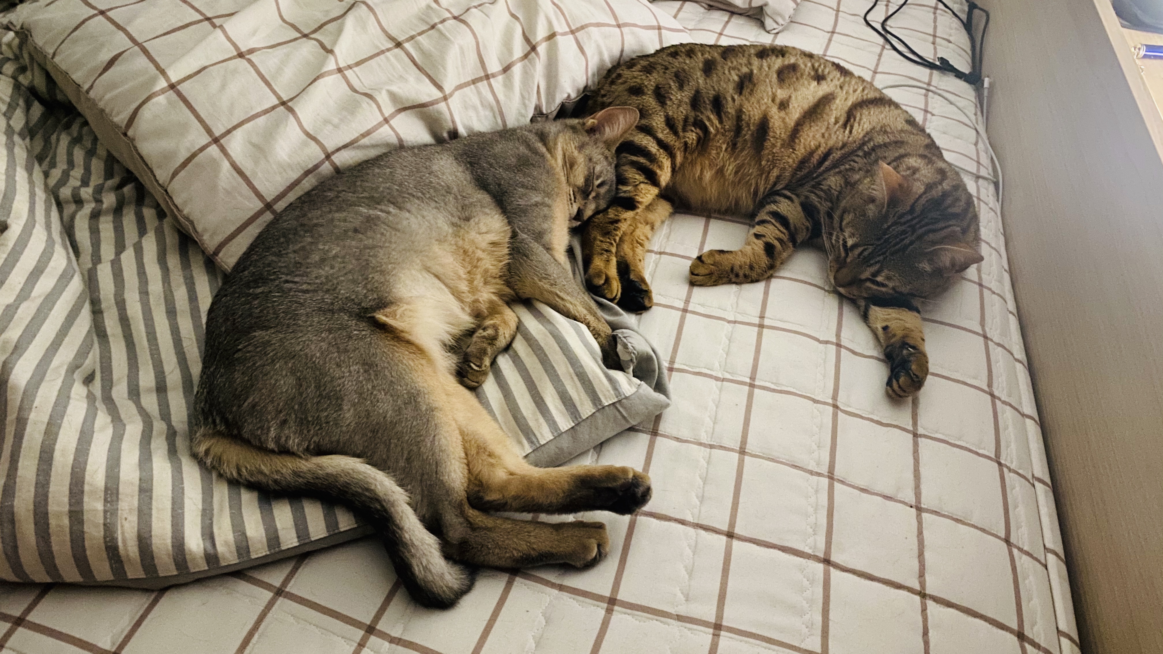 [고양이 연령]고양이 나이 확인하는 방법