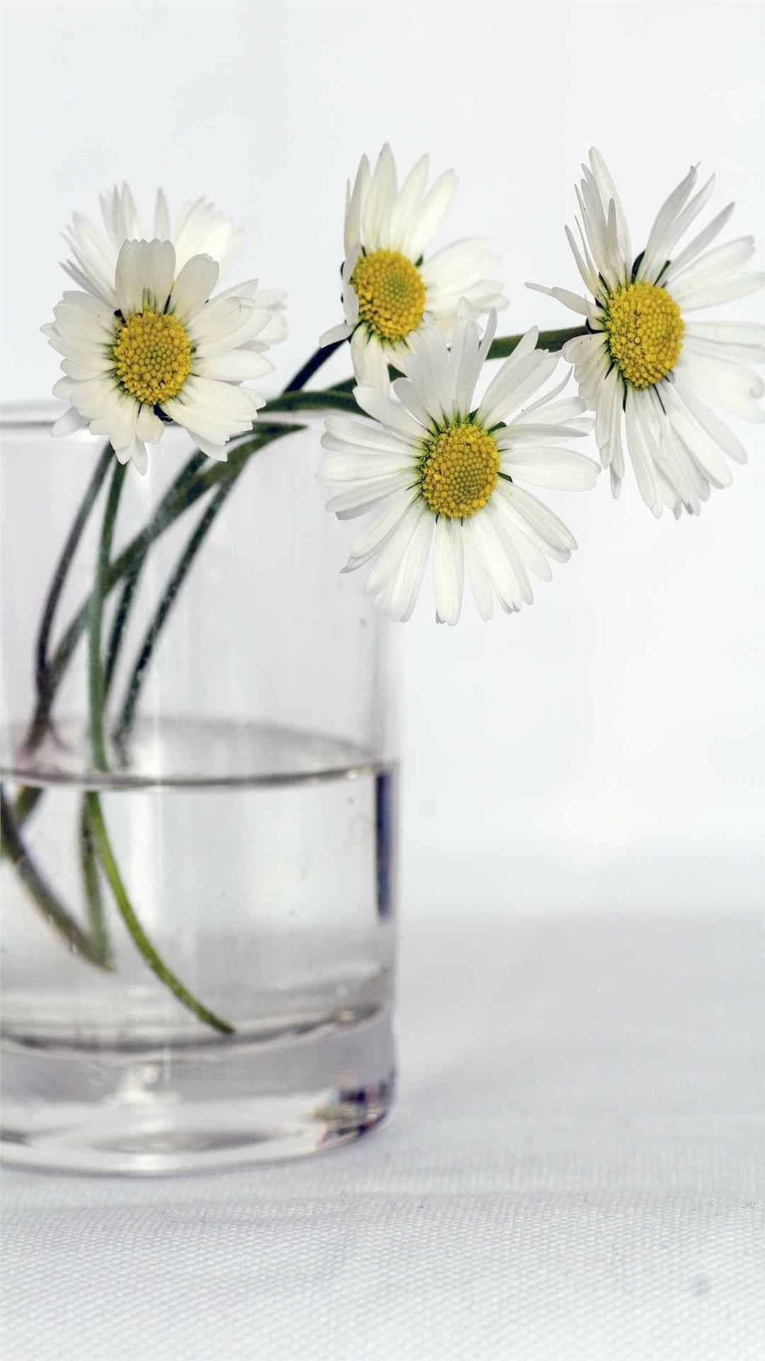Daisy Flower iPhone Wallpaper