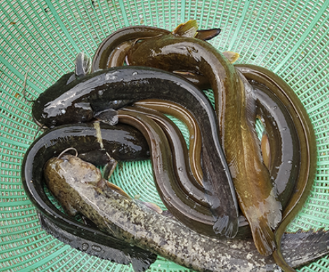  6시 내고향 민물고기 매운탕 멸치요리 떡집 정보 전부 알려드립니다.