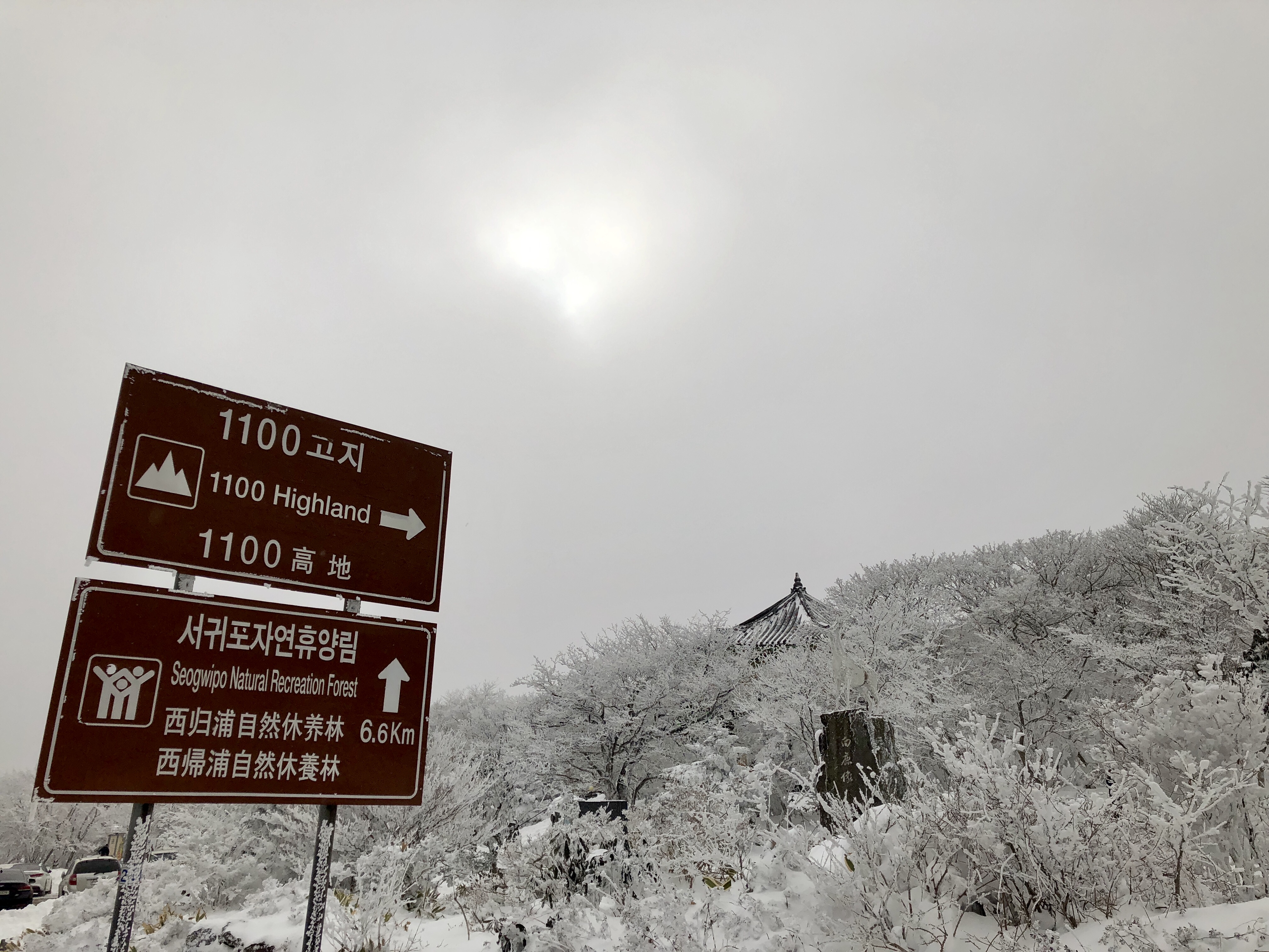  제주도 한라산 1100고지(휴계소) 차량으로 다녀오기