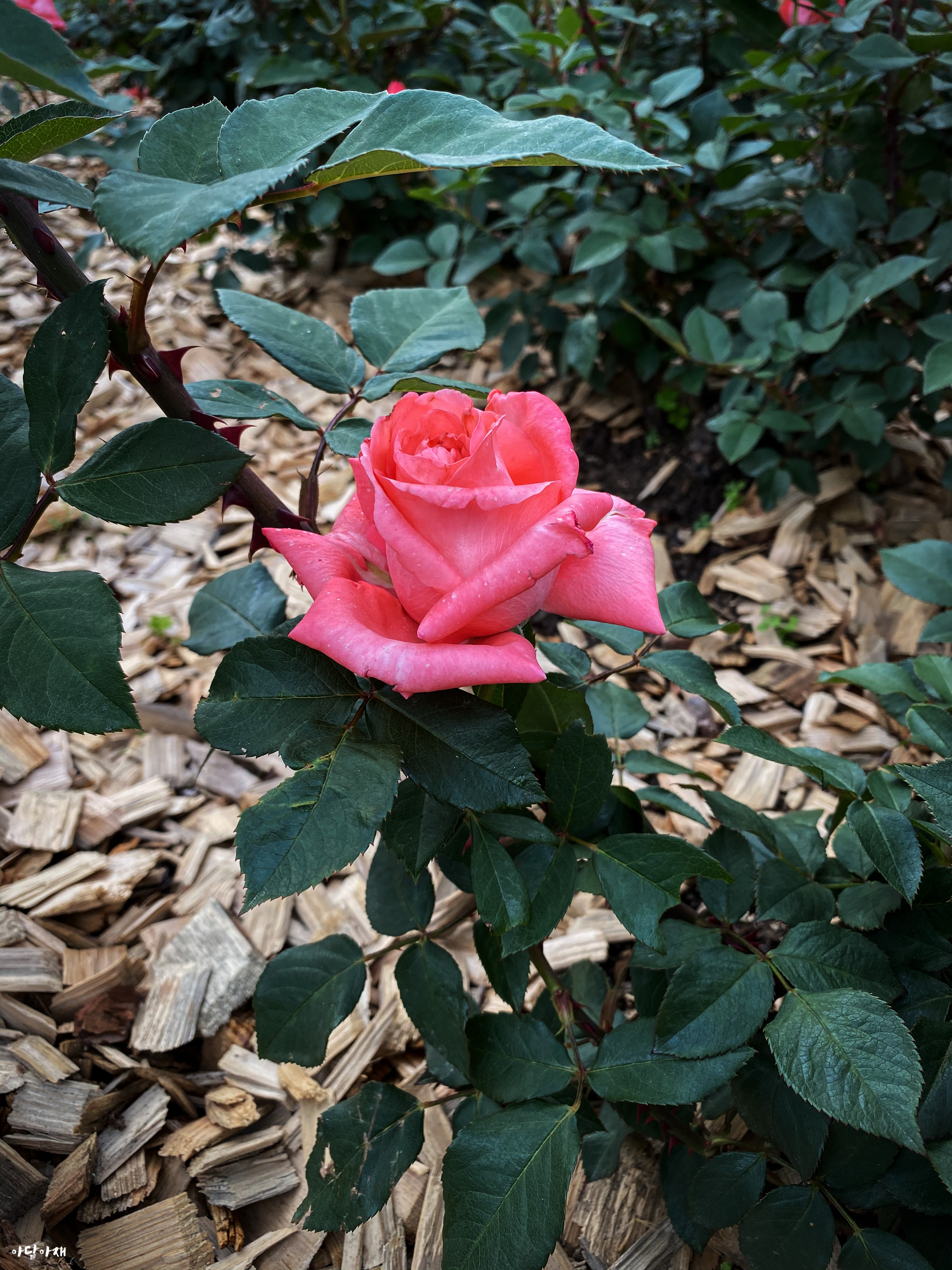 rosal