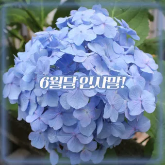 6월 인사말 모음집 이미지 문구 이미지 모음_33