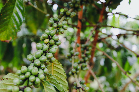 coffee cherry