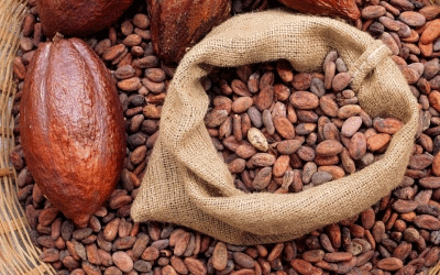  코코아 (COCOA) 효능 부작용 및 올바른 섭취 방법은?