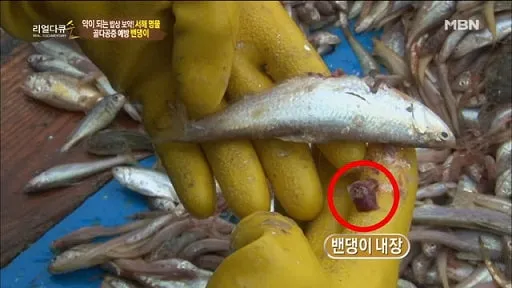 밴댕이 소갈딱지 뜻 사용 방법 용례 예시_2