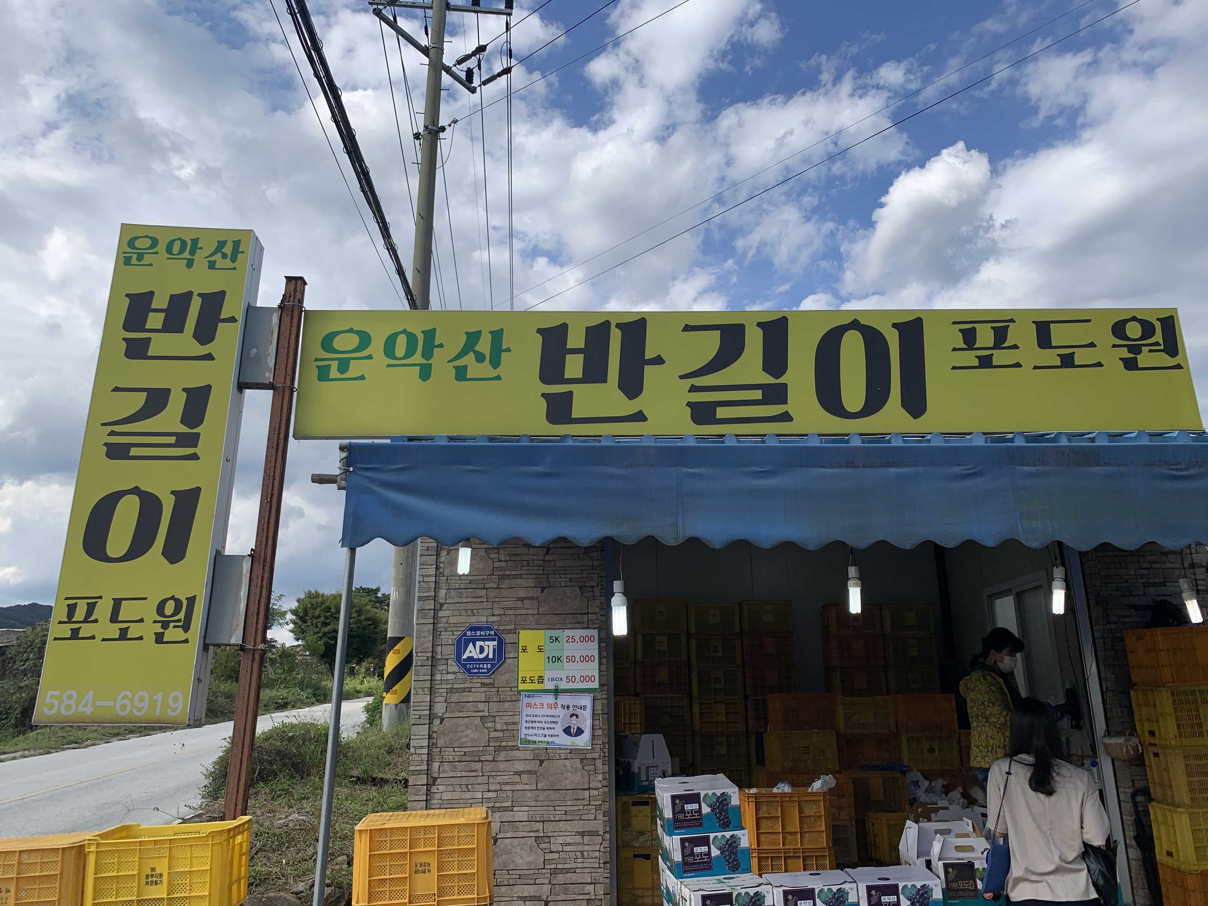  운악산 포도 반길이 포도원 직접구매후기