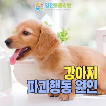 강아지 행동별 특징 의미 강아지 신호 해석 방법_22