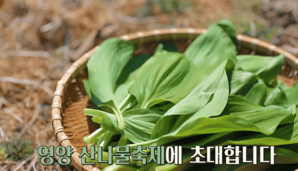 영양 산나물축제날짜 가수 주차 2024