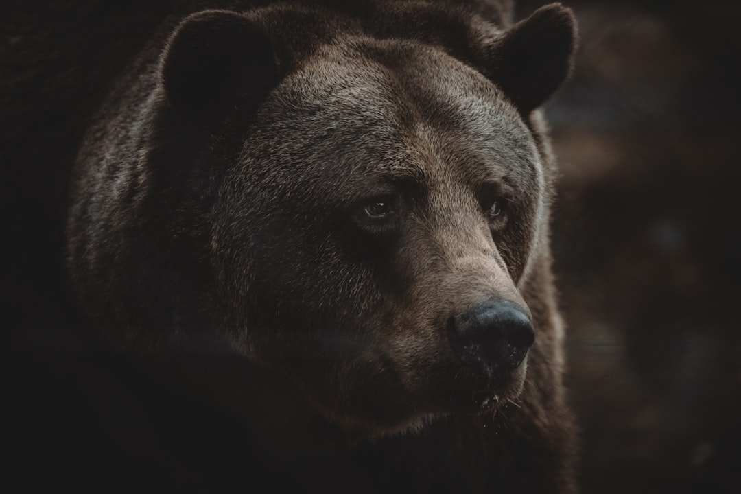 Bear
