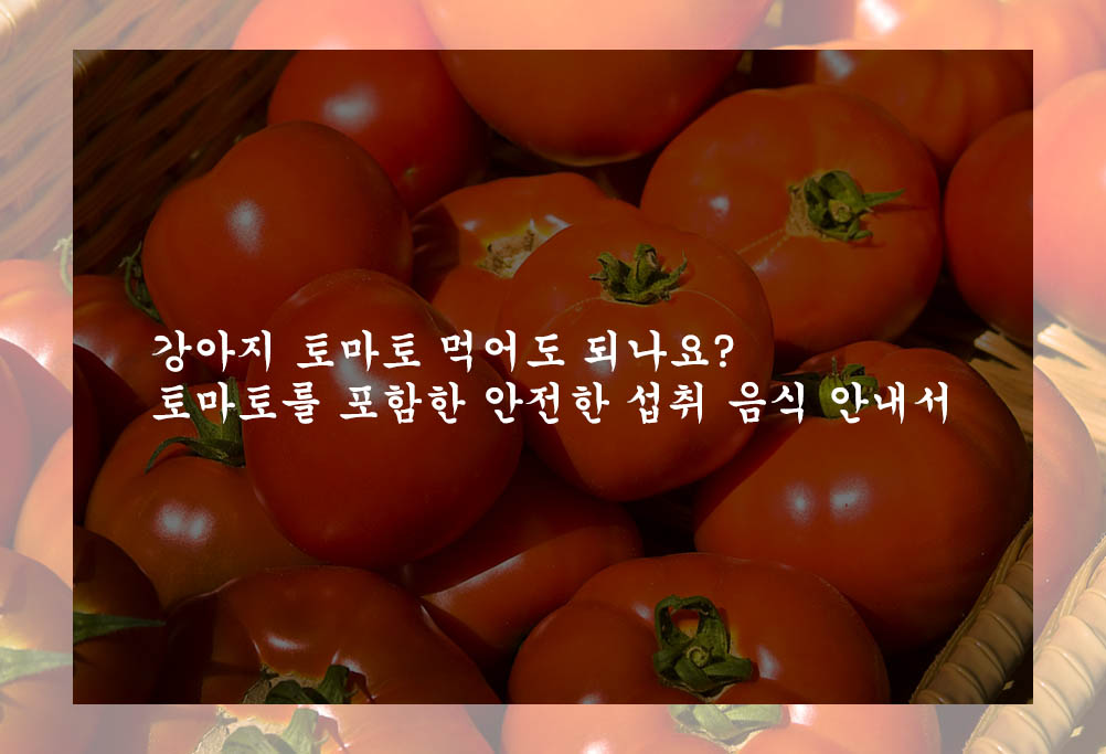 강아지 토마토 먹어도 되나요?: 토마토를 포함한 안전한 섭취 음식 안내서