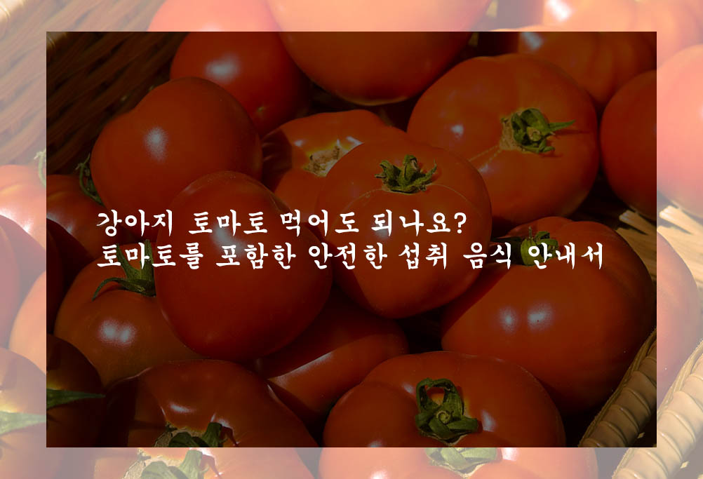  강아지 토마토 먹어도 되나요?: 토마토를 포함한 안전한 섭취 음식 안내서