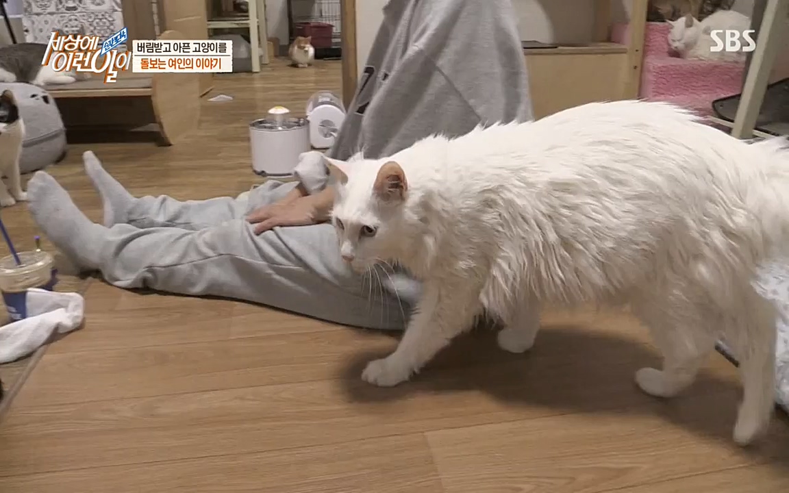 순간포착 세상에 이런일이.E1173.220330p-NEXT.mp4_20220330_174807.251.jpg