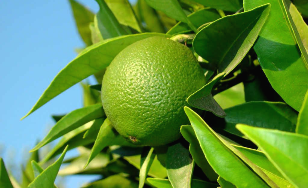  모든 피부에 적합한 베르가못(Bergamot) 에센셜 오일
