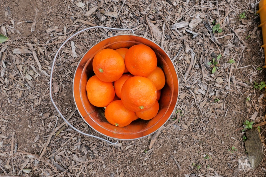 어린왕자 체험 in 감귤밭 카페 12
