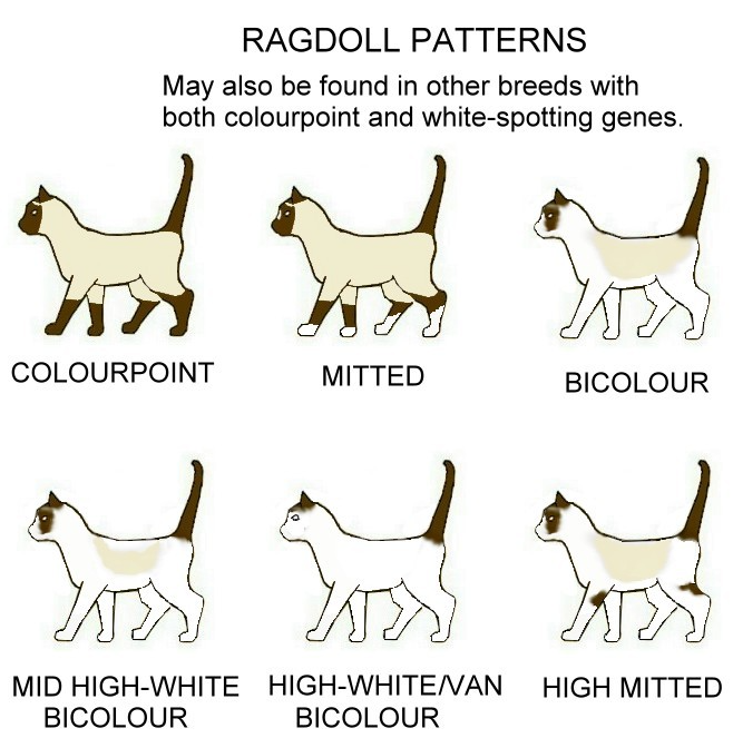 랙돌고양이-패턴
