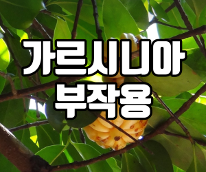  가르시니아 부작용없이 안전한 복용법 추천