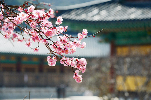 양산-원동-매화축제