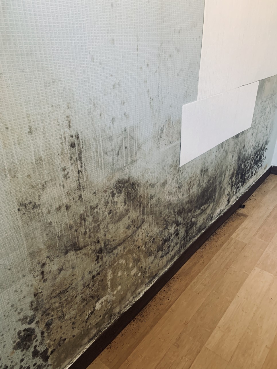 벽지곰팡이 제거 25