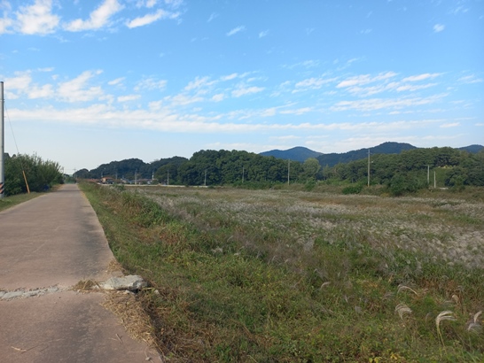 구이저수지 근처 갈대밭