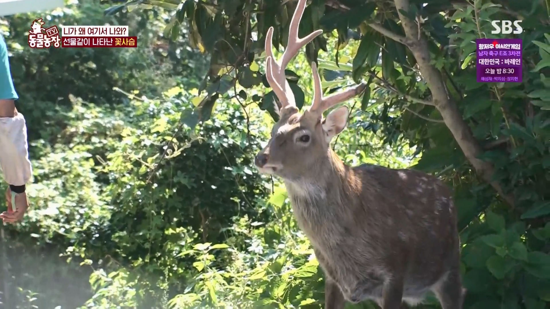 TV 동물농장.E1139.230924p.H264-F1RST.mp4_20230924_171459.568.jpg