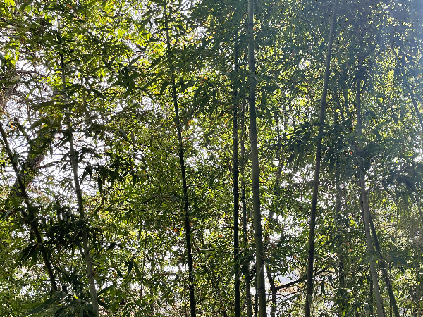 근린공원-대나무