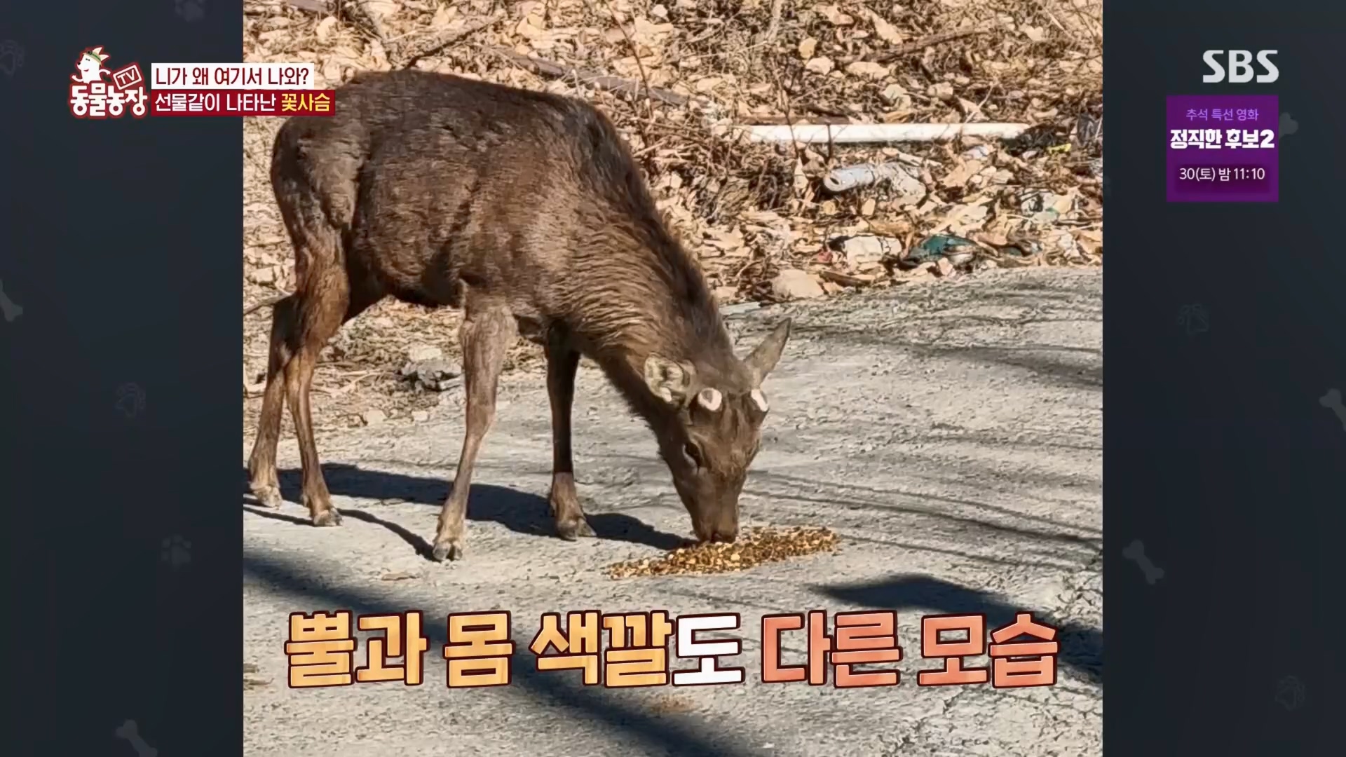 TV 동물농장.E1139.230924p.H264-F1RST.mp4_20230924_171627.492.jpg