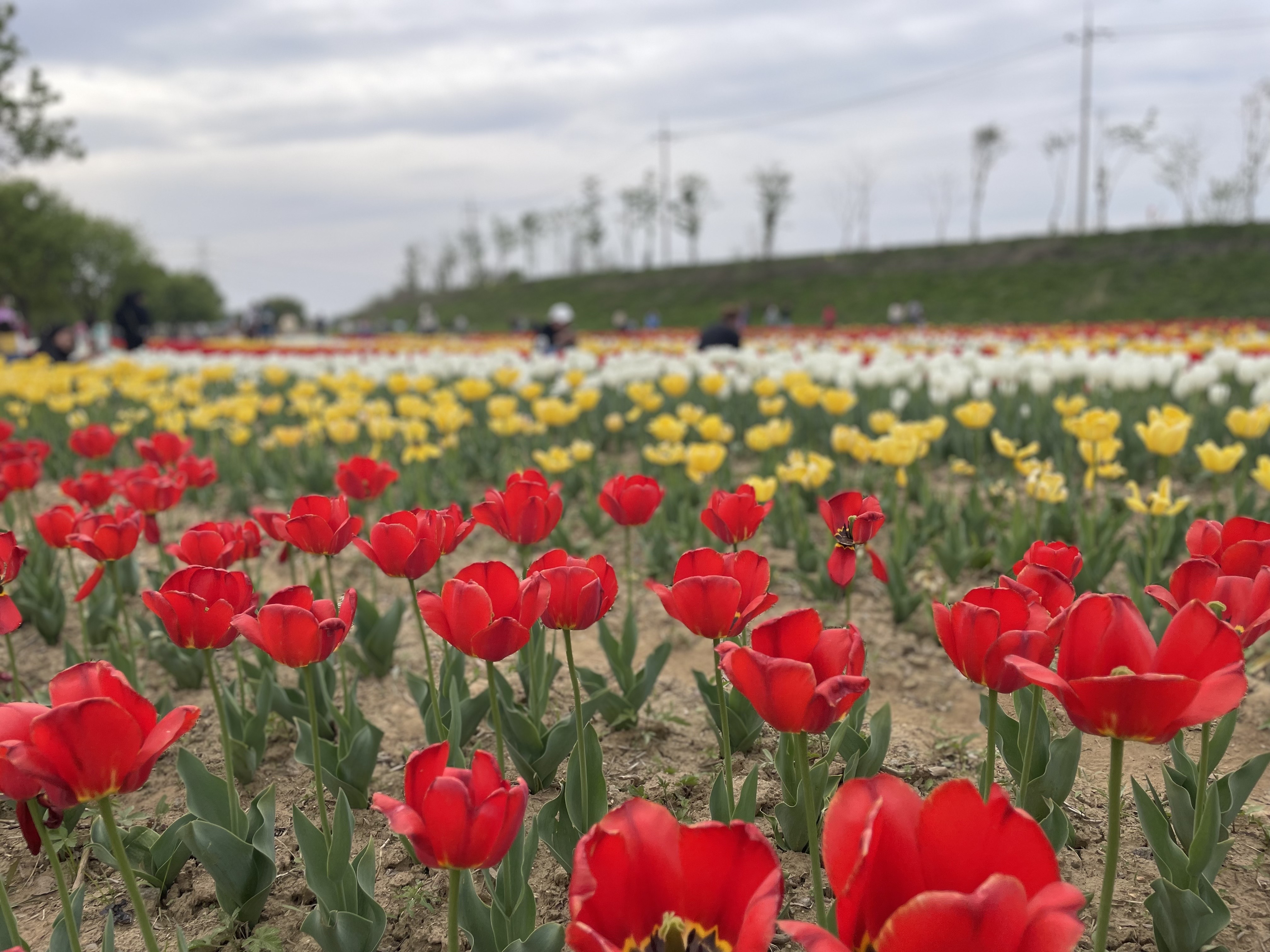 공릉천 튤립 제2회 파주 튤립축제 드디어 시작